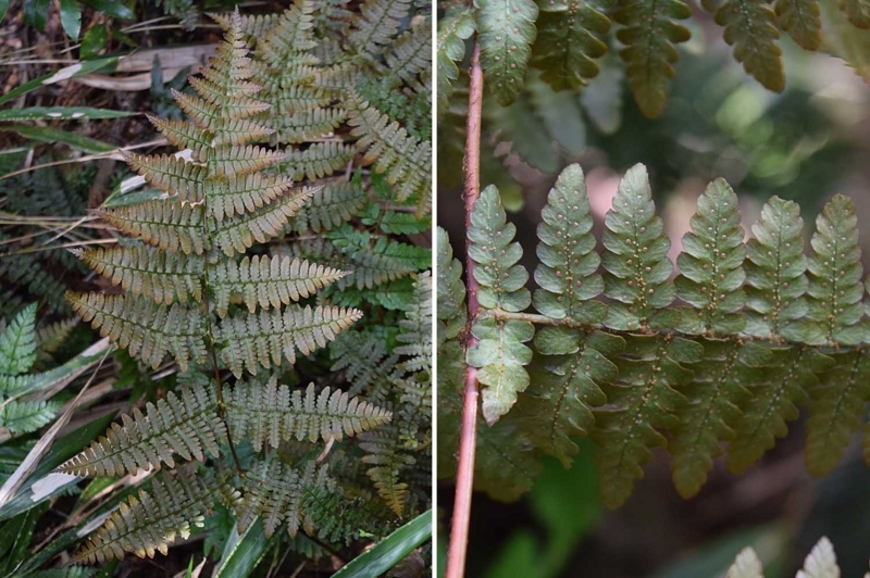 f:id:hiro1216:20170613173942j:image