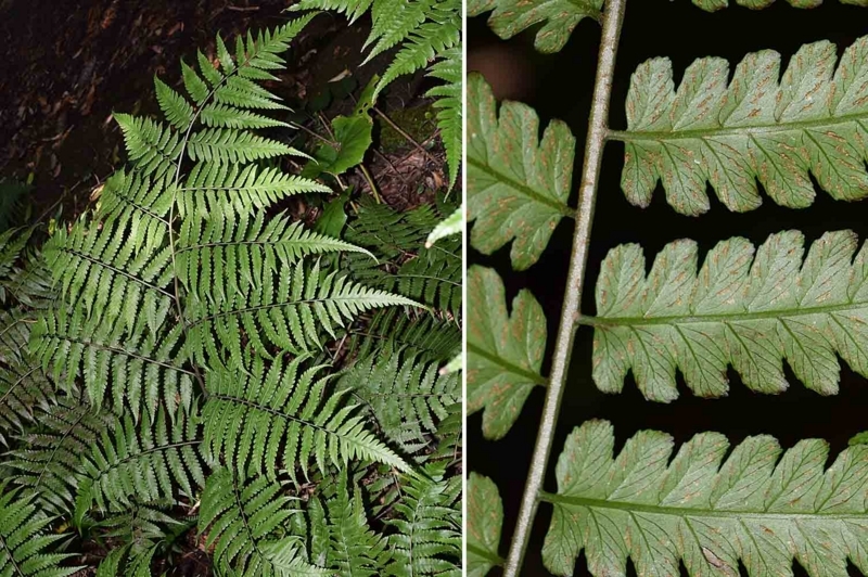 f:id:hiro1216:20170614194915j:image