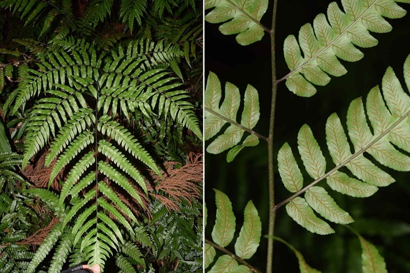 f:id:hiro1216:20170614195013j:image