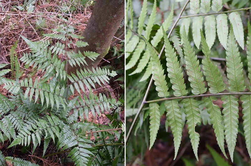 f:id:hiro1216:20170614195738j:image