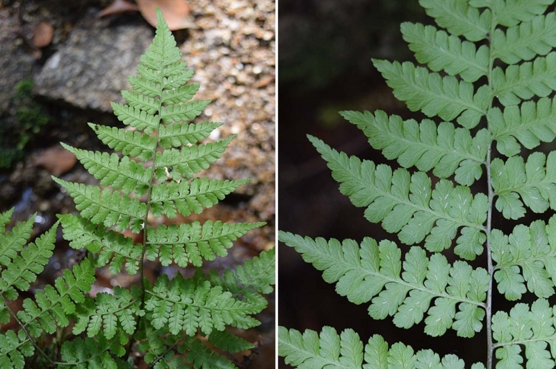 f:id:hiro1216:20170615215905j:image