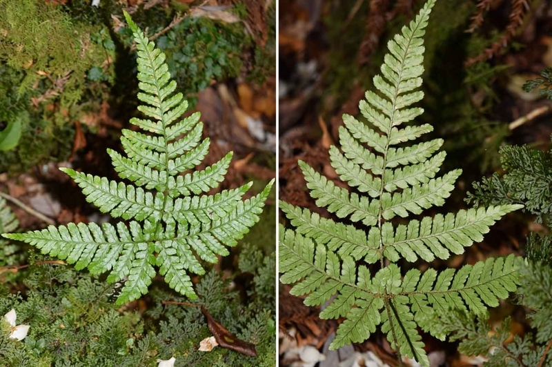 f:id:hiro1216:20170615220529j:image