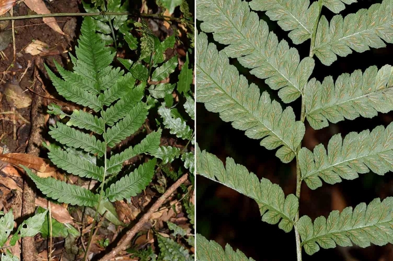 f:id:hiro1216:20170617093732j:image