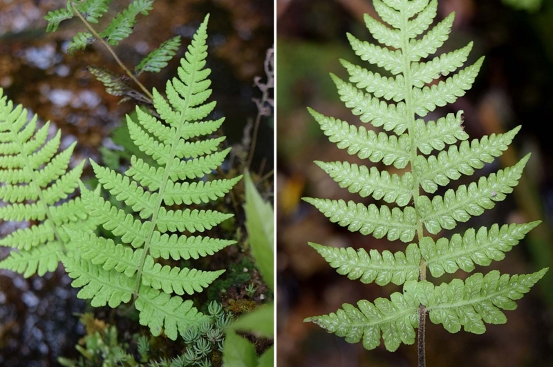 f:id:hiro1216:20170617093815j:image