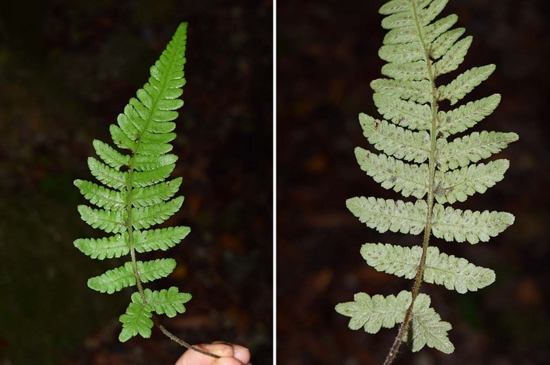 f:id:hiro1216:20170617093853j:image