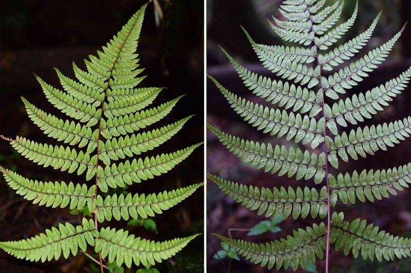 f:id:hiro1216:20170617095910j:image