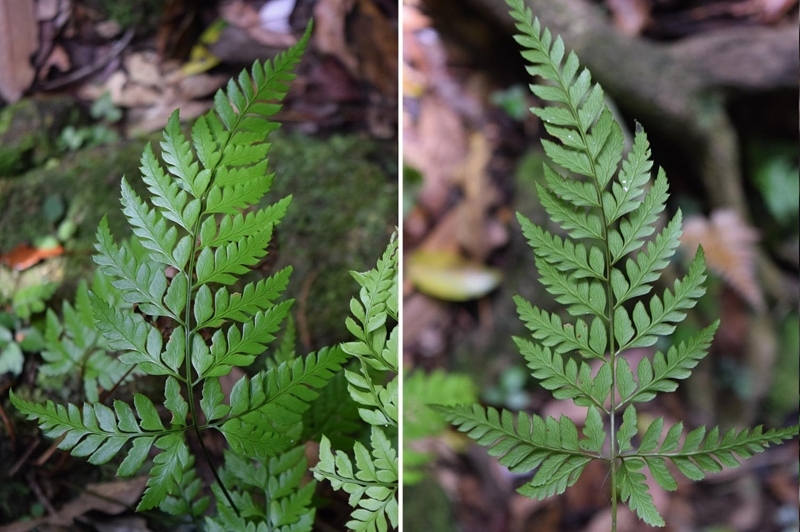 f:id:hiro1216:20170617224300j:image