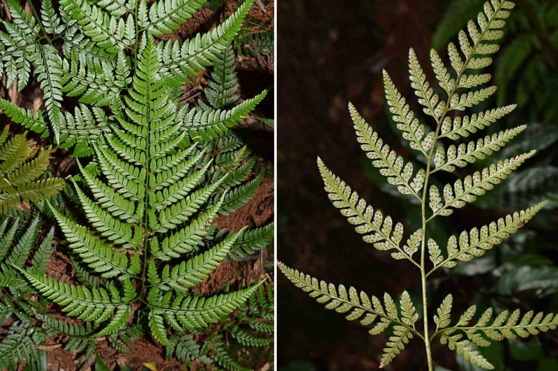 f:id:hiro1216:20170617224650j:image