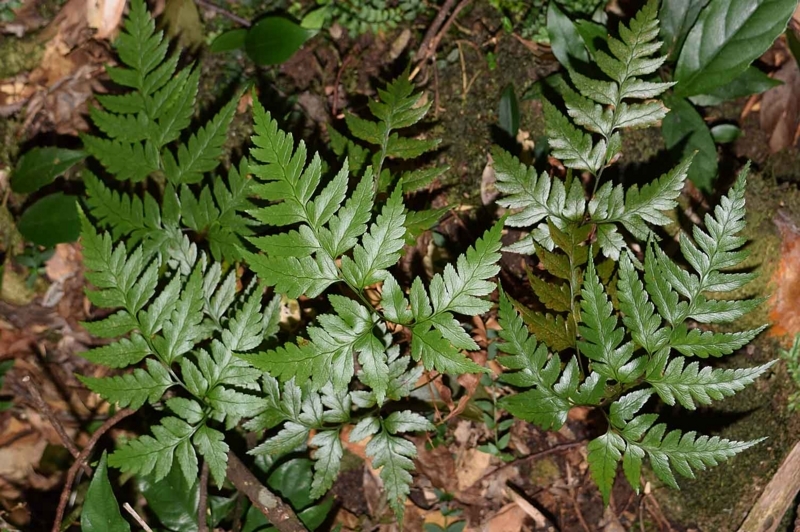 f:id:hiro1216:20170618081754j:image