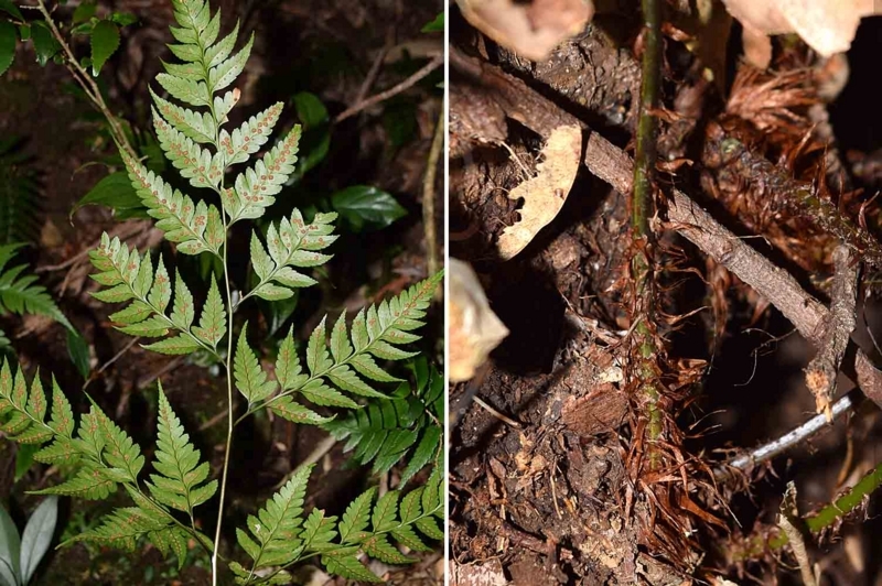 f:id:hiro1216:20170618081850j:image