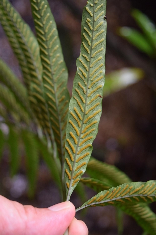 f:id:hiro1216:20170721201352j:image:w640