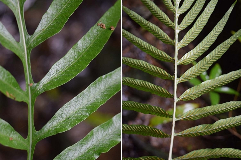 f:id:hiro1216:20170721201434j:image