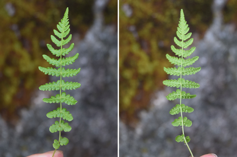 f:id:hiro1216:20170802131100j:image