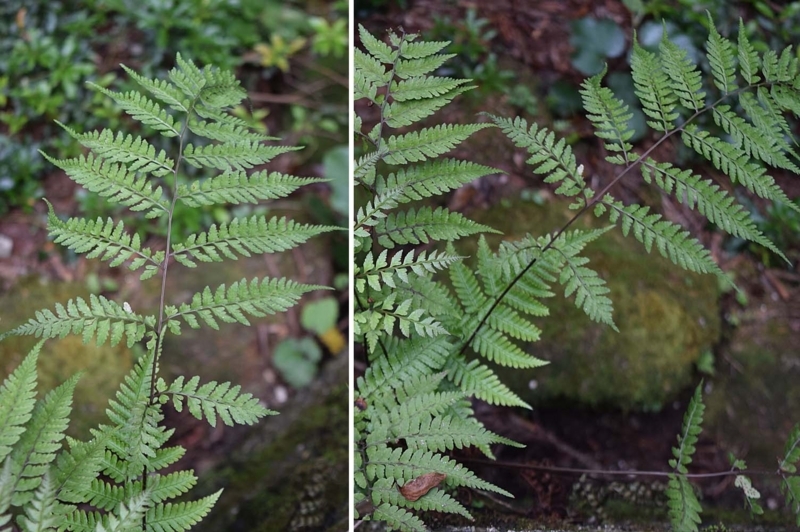 f:id:hiro1216:20170802140254j:image