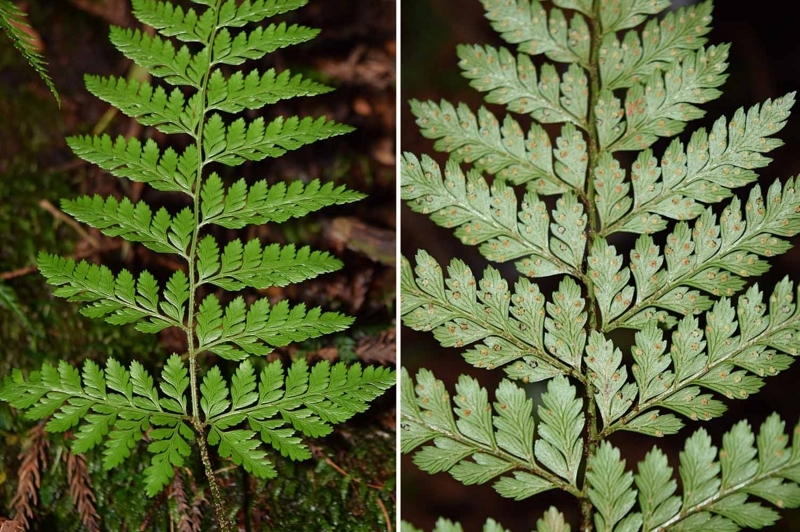 f:id:hiro1216:20170815002510j:image