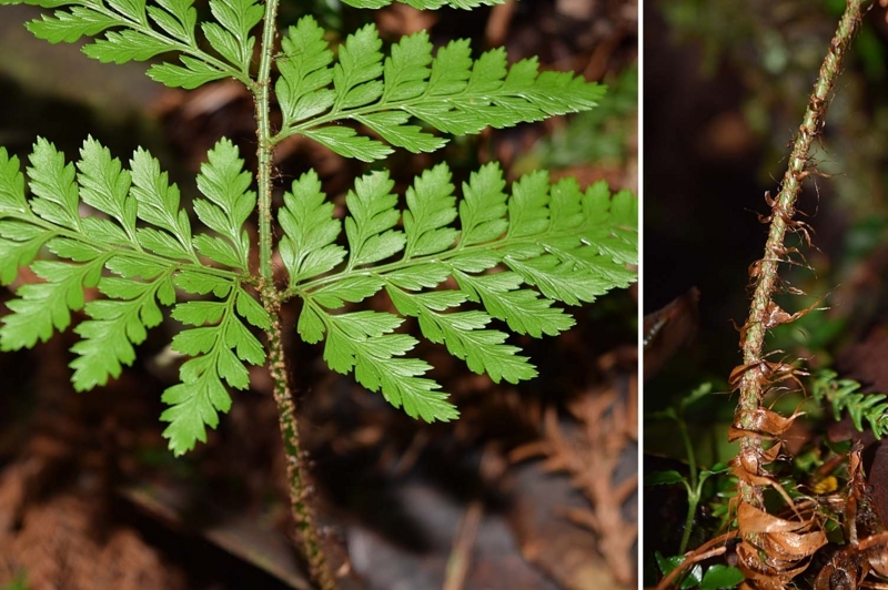 f:id:hiro1216:20170815002538j:image