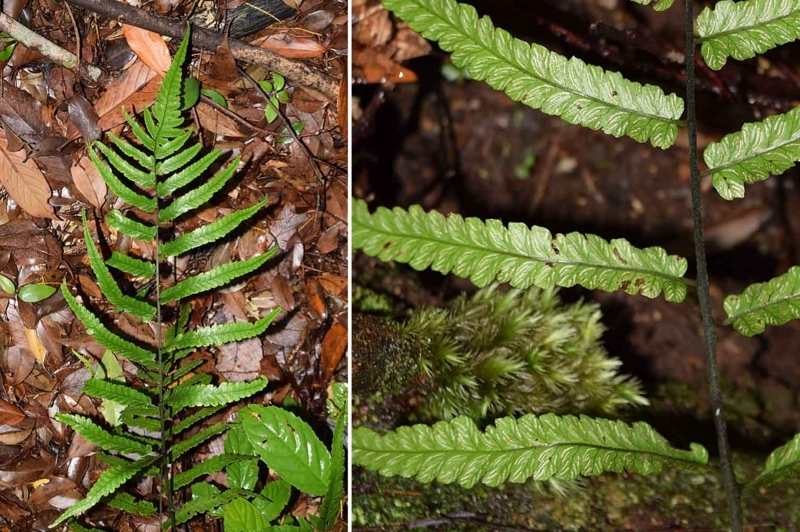 f:id:hiro1216:20170817091645j:image