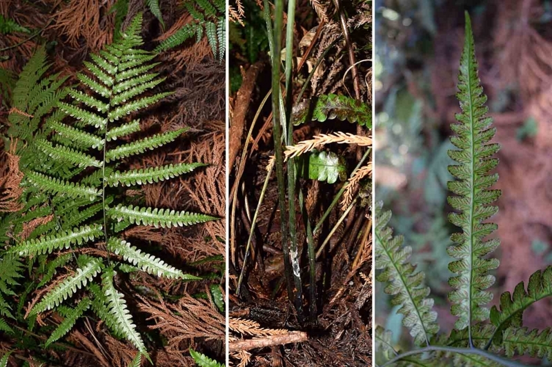 f:id:hiro1216:20170817091737j:image