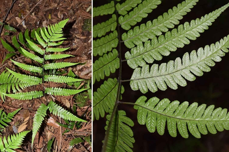 f:id:hiro1216:20170817091842j:image