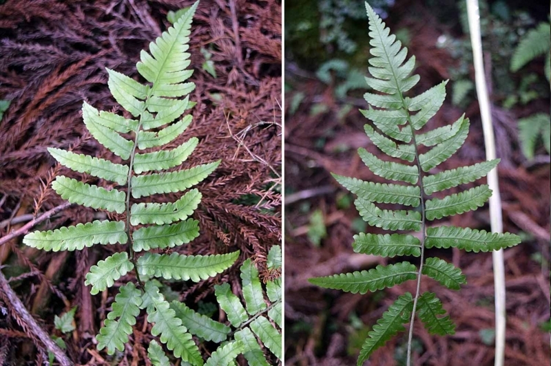 f:id:hiro1216:20170817091929j:image