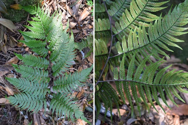 f:id:hiro1216:20170817151255j:image