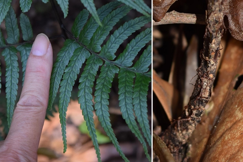 f:id:hiro1216:20170817151339j:image