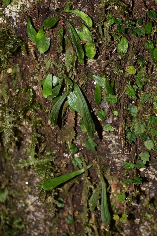 f:id:hiro1216:20170820165419j:image:w640