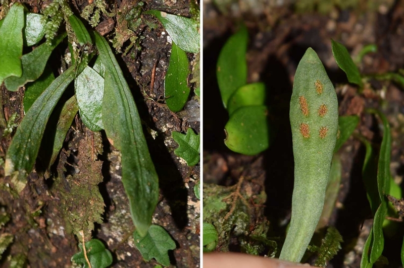 f:id:hiro1216:20170820165452j:image