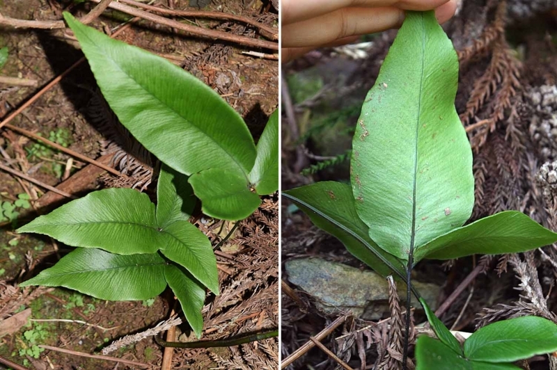 f:id:hiro1216:20170820233600j:image