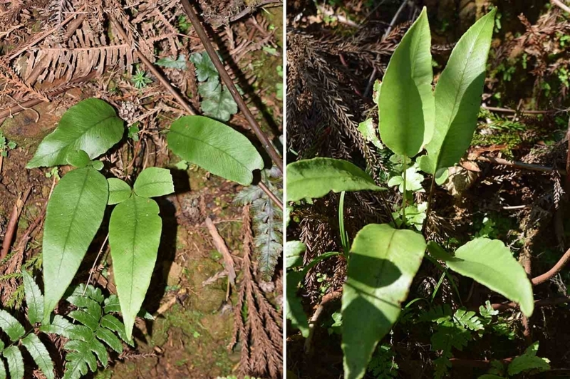 f:id:hiro1216:20170820233635j:image