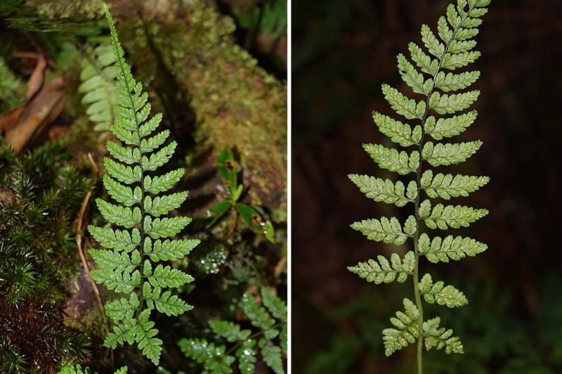 f:id:hiro1216:20170823131221j:image