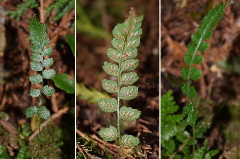 f:id:hiro1216:20170831193008j:image