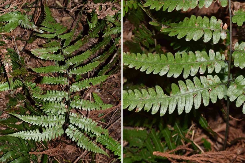 f:id:hiro1216:20170905174221j:image