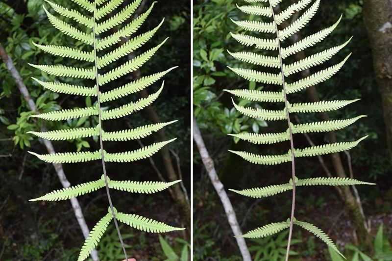 f:id:hiro1216:20170906084110j:image