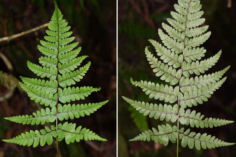 f:id:hiro1216:20170906085342j:image