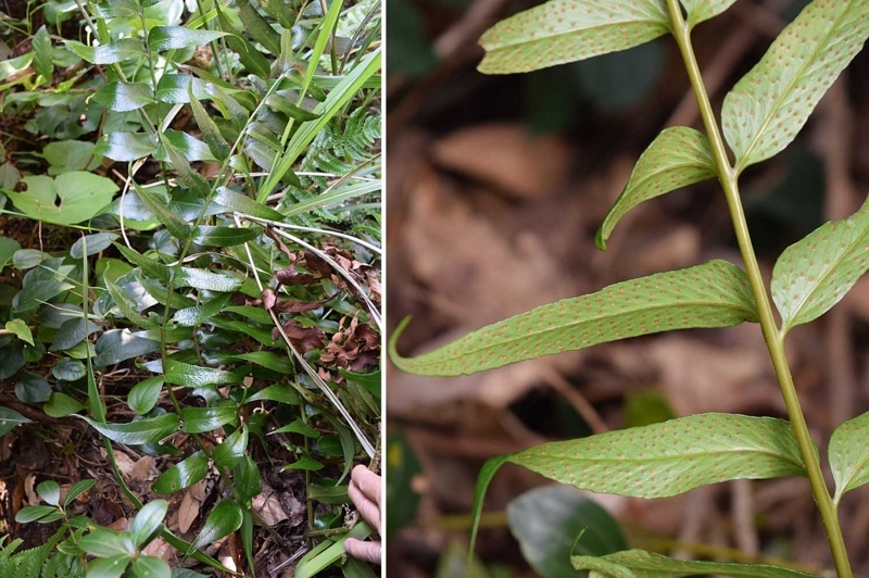 f:id:hiro1216:20170907125708j:image