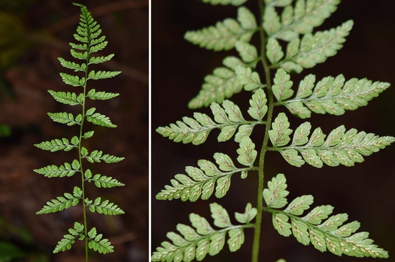 f:id:hiro1216:20170911235152j:image