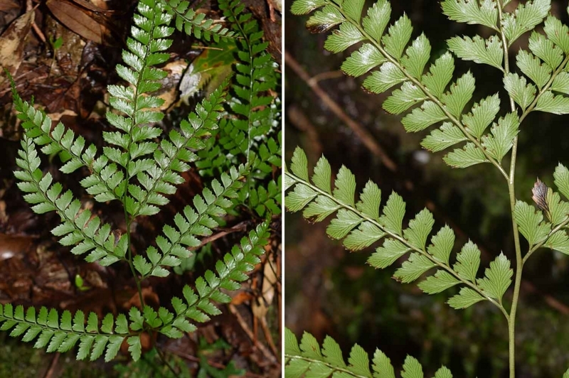 f:id:hiro1216:20170919215845j:image