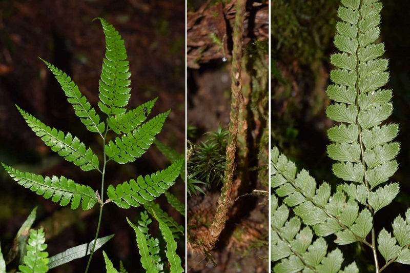 f:id:hiro1216:20170919215918j:image