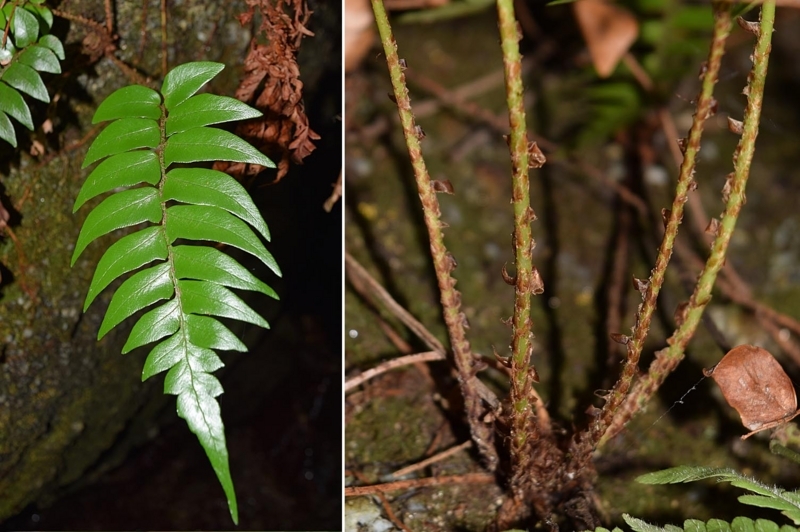 f:id:hiro1216:20171010133021j:image