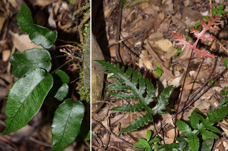 f:id:hiro1216:20171010203814j:image