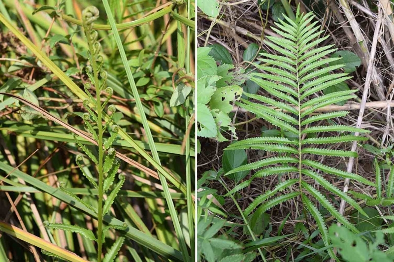 f:id:hiro1216:20171013155457j:image