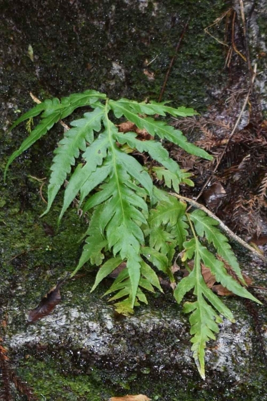 f:id:hiro1216:20171125224020j:image:w640