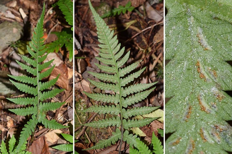 f:id:hiro1216:20171125231649j:image