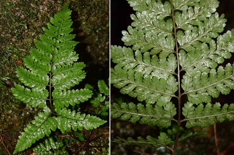 f:id:hiro1216:20171126113153j:image