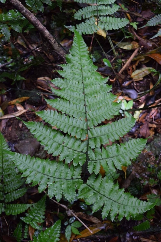 f:id:hiro1216:20171211064827j:image:w640