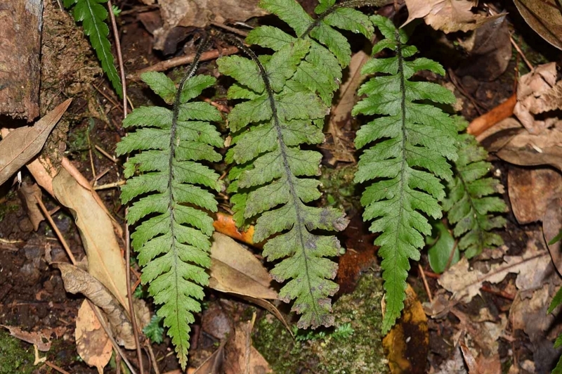 f:id:hiro1216:20171223203508j:image