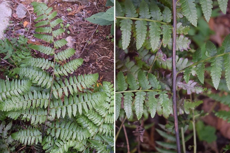 f:id:hiro1216:20171223203722j:image