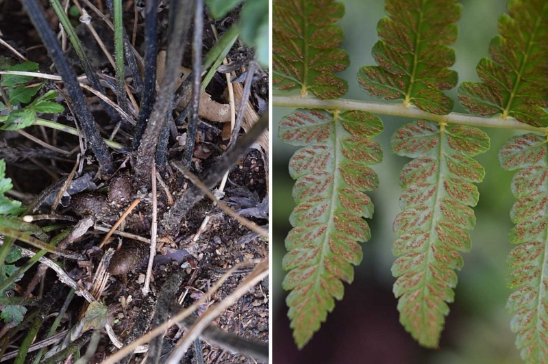 f:id:hiro1216:20171223203757j:image