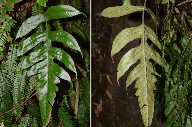 f:id:hiro1216:20171223211745j:image